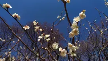 Plum blossom at Korakuen Gardens Okayama