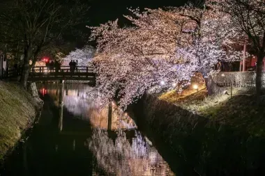 Ciudad de Matsumoto en la noche durante los cerezos en flor
