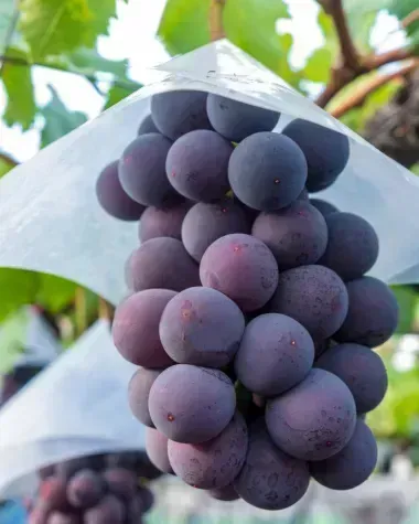 Kyoho grapes 