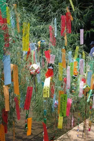 Los deseos es escriben en tanzuka y se cuelgan en ramas de bambú