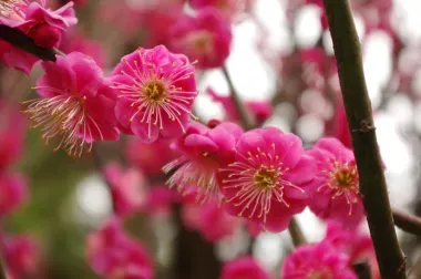 Aux origines du hanami, les fleurs de prunier étaient plus admirées par les Japonais que celles du cerisier