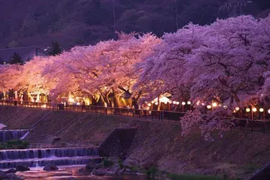 L'allée de cerisiers yoshino à Miyagino, préfecture de Kanagawa