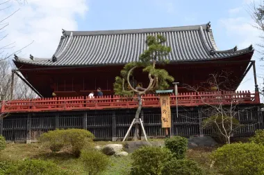 El pino lunar delante del pabellón Kiyomizu Kannon-dō