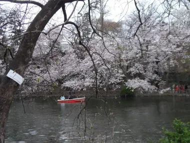 Cherry trees at Inokashira Park