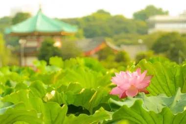 Flor de loto en el estanque Shinobazu, Ueno