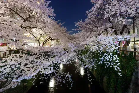Kirschblüte "Sakura" in Meguro, Tokio