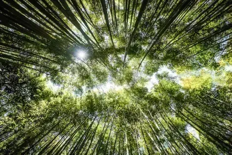 Boschetto di bambù ad Arashiyama: famoso sito turistico da visitare a Kyoto
