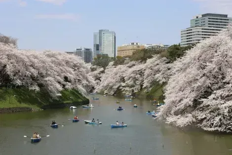 Flor de cerezo (sakura) en Tokio