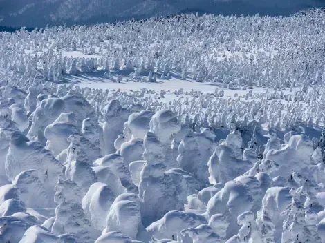 Monstruos de nieve se forman en Zaō Onsen, Tōhoku, Japón