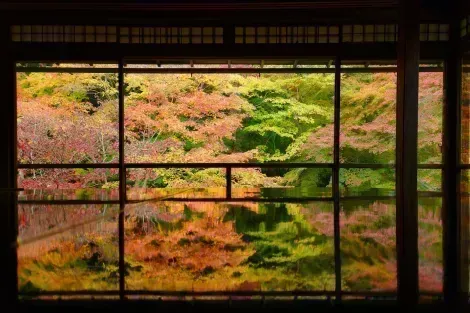 Ruriko-in-Tempel in Kyoto: ein Ort, an dem Sie die herrlichen Herbstfarben erleben können