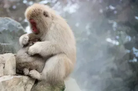 Famous Snow Monkeys to meet in Nagano area