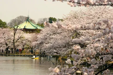 I giapponesi troveranno una leggerezza bucolico vagare a caso i grandi viali fiancheggiati da alberi di ciliegio da Ueno Park.