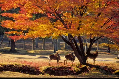 Le parc de Nara et ses daims en automne