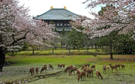 Los ciervos del parque de Nara bajo los cerezos en flor.