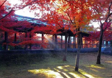 Temple Tofukuji