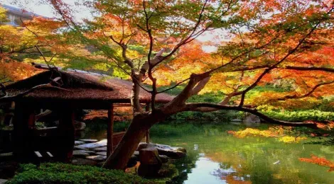 Avec ses petits abris, ses bonsaïs par centenaires et son étang, le jardin Happo-en révèle sa beauté quelque soit l'angle de vue.