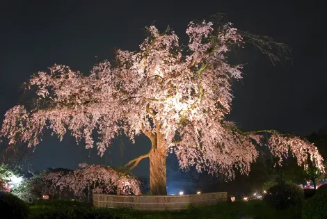 Kirschbaum im Park Maruyama