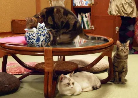En los neko cafe, café de gatos, los mininos te hacen compañía.