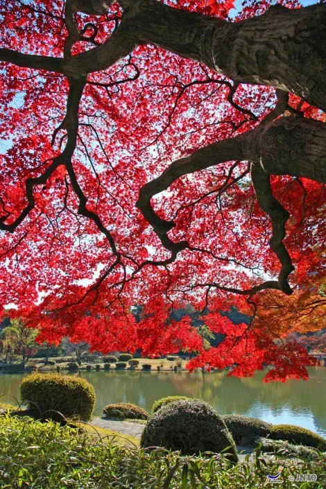 Gli incredibili contrasti di colore dei giardini giapponesi.