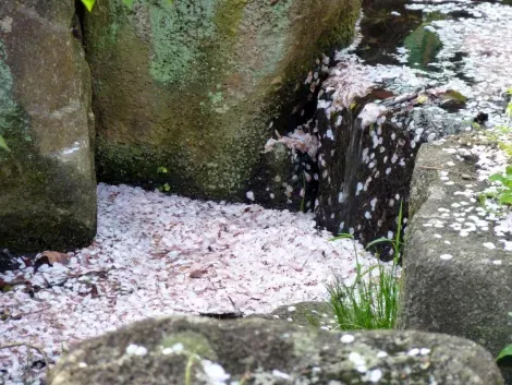 A carpet cherry blossoms (sakura) after flowering.
