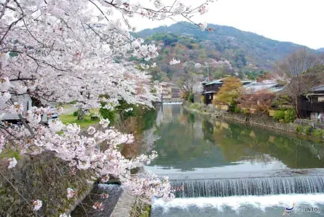 Kirschblüte am Fluss Kamo in Kyoto