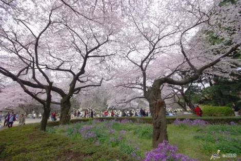 Il parco Shinjuku (Tokyo) durante la fioritura dei ciliegi.