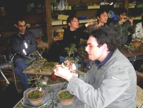 Tous les dimanches, le Shunkaen Museum propose des cours pour apprendre à entretenir un bonsaï.