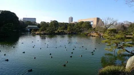 Les canards barbotent tranquillement dans le jardin Kiyosumi Koen.