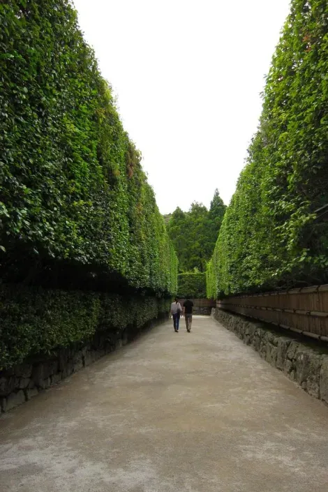 Balade paisible dans l’allée bordée de bambous au pavillon d’argent à Kyoto