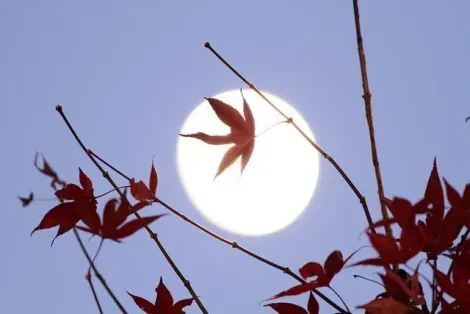 La lune à travers les feuilles d'un érable