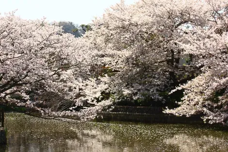 Kirschblüten am Flussufer