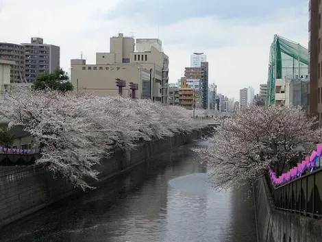 Cherry blossoms by the Meguro river
