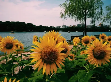 Sunflowers around the Ohori Park pond