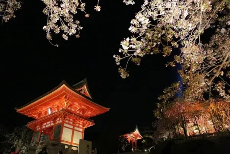 Hanami nocturne dans l'enceinte du temple Kiyomizu-dera à Kyoto