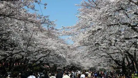 Le festival des fleurs de cerisiers à Ueno, Tokyo