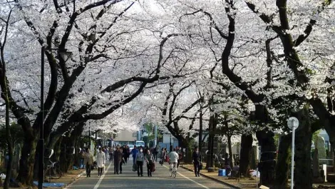  The Cherry Tree Alley at Yanaka Cemetery near Nippori in Tokyo