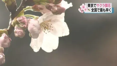 Sakura du Yasukuni jinja