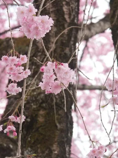 Fleurs de cerisiers à Nikkô