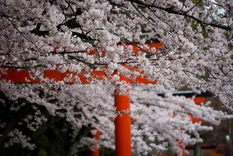Les cerisiers Somei Yoshino du sanctuaire Takenaka Inari Jinja à Kyoto