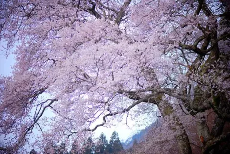Cerisier Edo Higan près d'Hiroshima