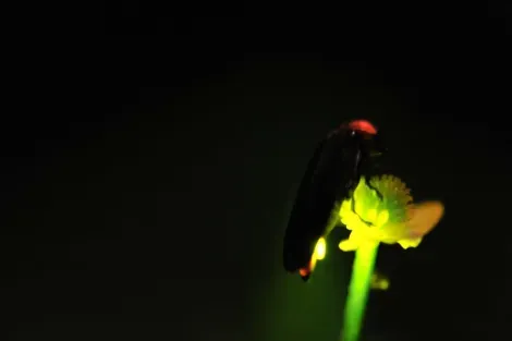 Les lucioles japonaises : symbole du début de l'été