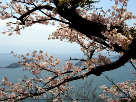 Vue sur la mer de Seto et les cerisiers en fleurs depuis l'île d'Iwagi, village de Kamijima