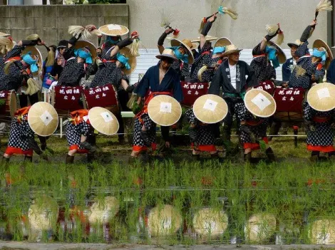 La siembra de arroz se hace a mano durante el festival Mibu no hana taue en Kita-Hiroshima.