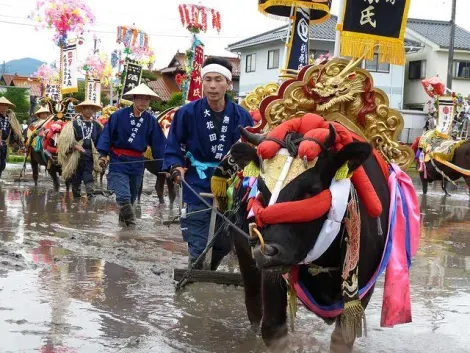 Lo bueyes llevan hermosos decorados para el festival Mibu no hana taue. 