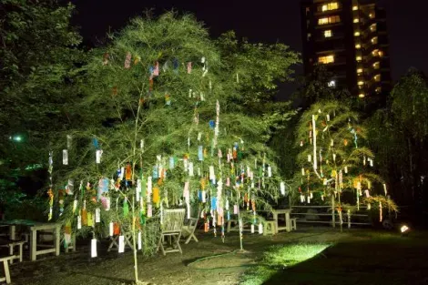 Bambús durante la fiesta de las estrellas (tanabata) en el jardín Shukkei-en de Hiroshima.
