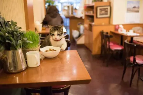 Un chat bien à l'aise dans un cat cafe de Tokyo