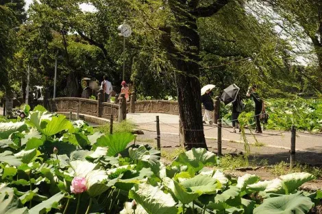 El estanque de Ueno y sus flores de loto