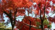 Templo de Mitaki-dera bajo los arces llameantes