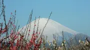 Le mont Fuji vu du parc des pruniers de Soga Bairin à Odawara