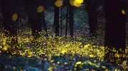 Où admirer les lucioles près de Tokyo